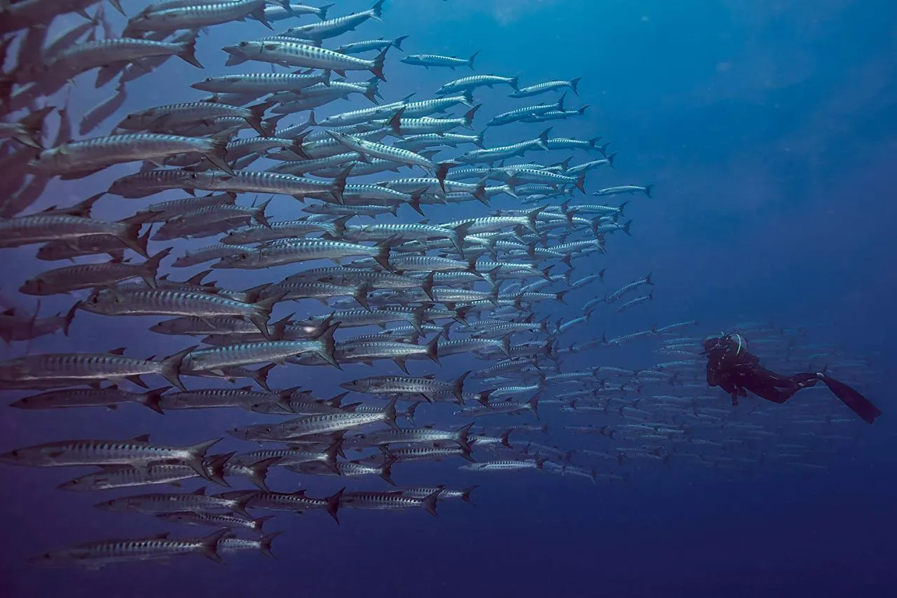 A diver approaching a large school of chevron barracuda in open water