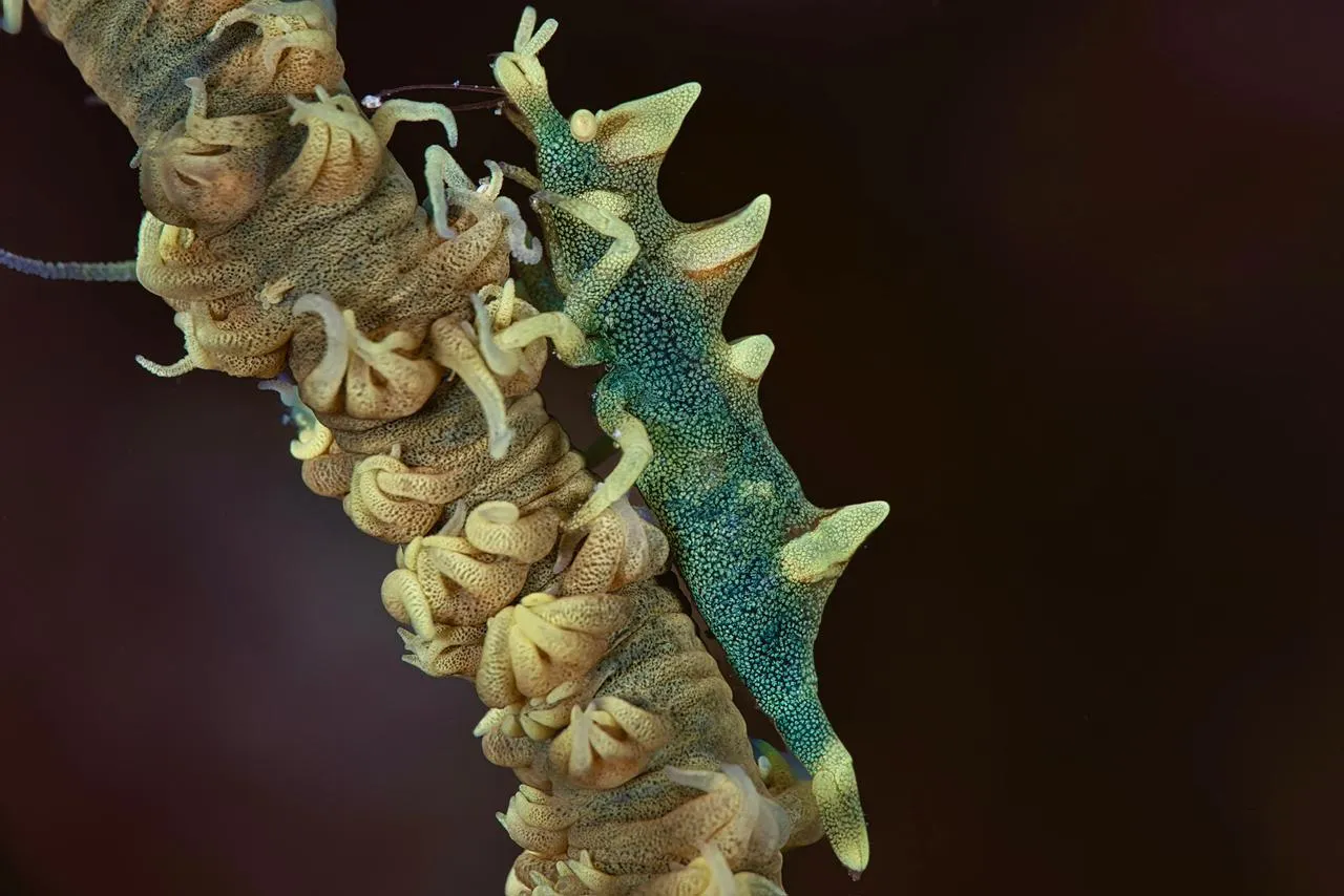 A blue-green nudibranch crawling along a soft coral whip