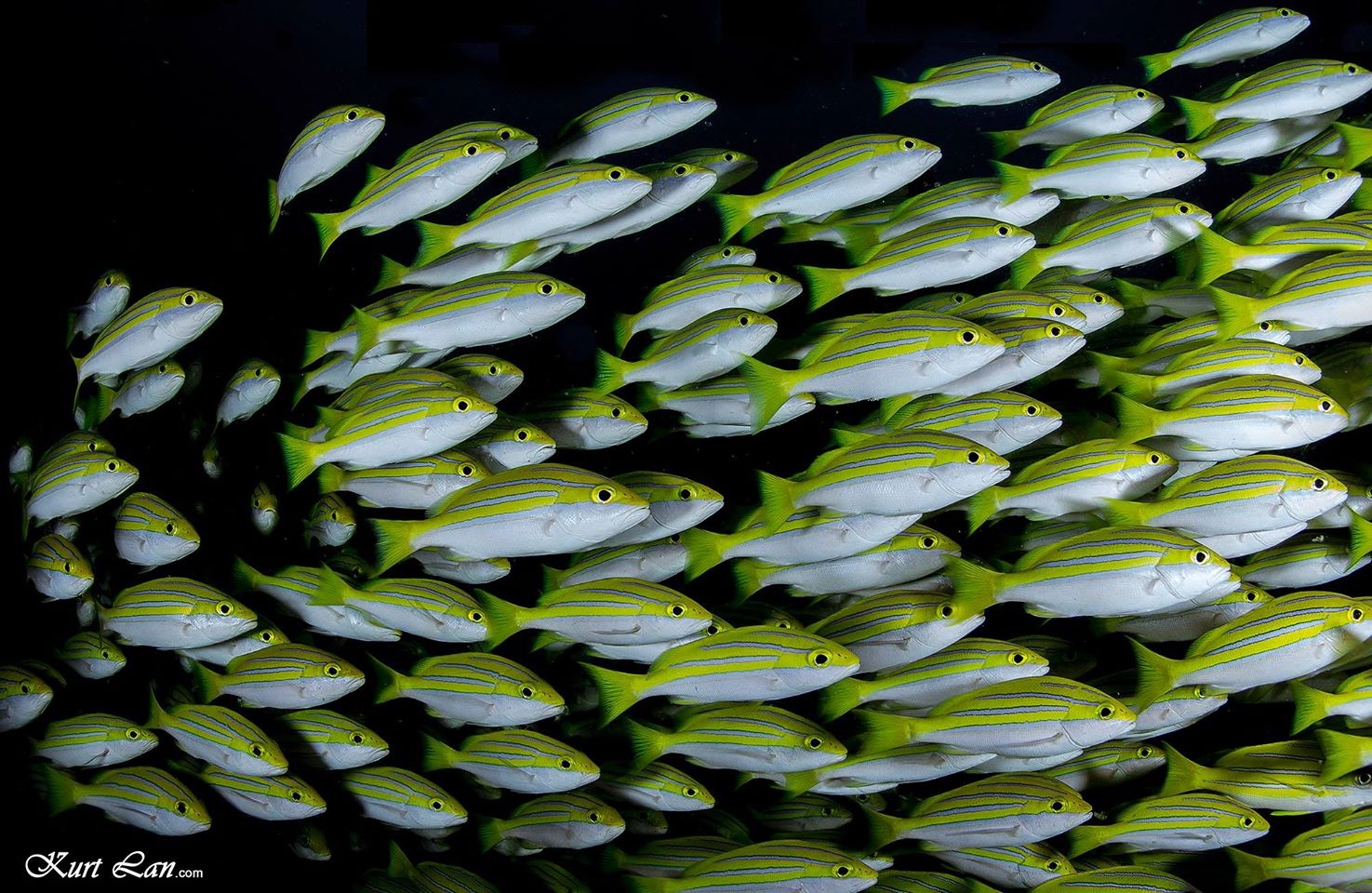 Fishes in abundance in the Mauritian lagoons