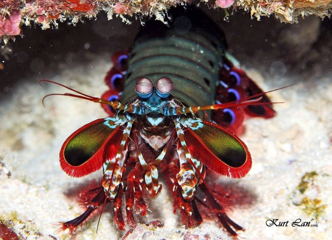 Beautiful underwater creatures in Mauritius
